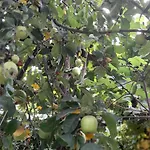 캠프장 Late Nature House Gjirokaster *
