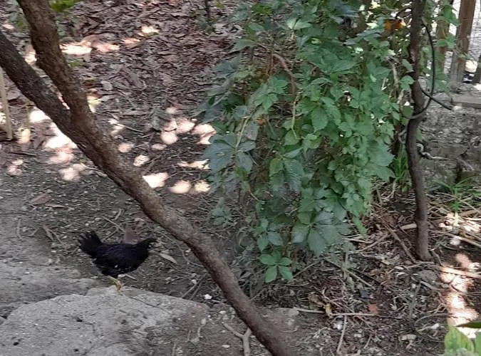 Late Kamp alanı Gjirokastër