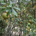 Camping Late Nature House Gjirokaster